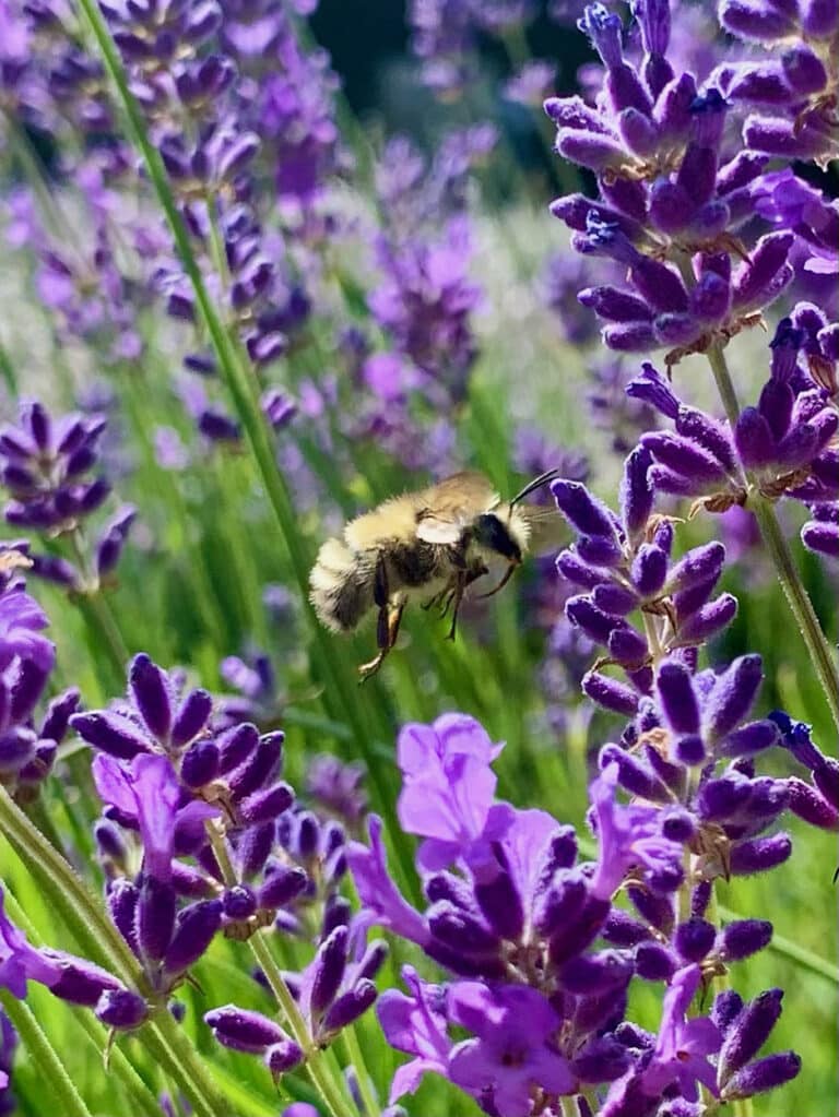 Forest bathing at Crescent Valley Lavender Farm Gig Harbor Now A