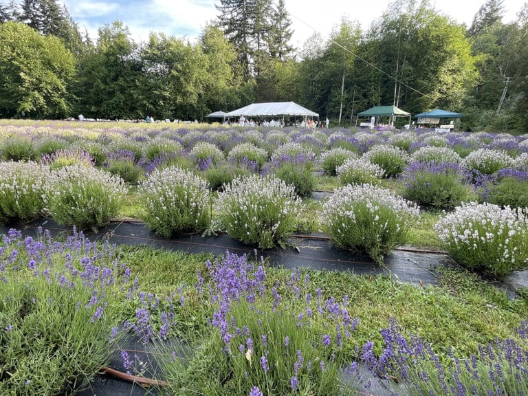 Forest bathing at Crescent Valley Lavender Farm - Gig Harbor Now | A ...