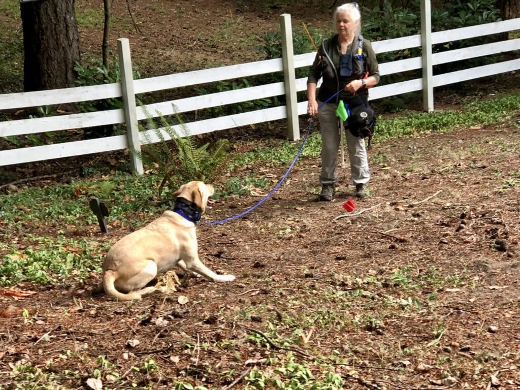 Killi lies down to tell handler Suzanne Elshult he thinks there are bones under here.